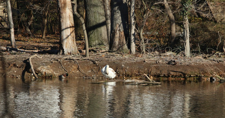 swan in water