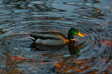 duck in the water