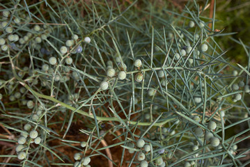 Koeberlinia spinosa