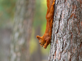 Wild red squirrel eating nut hanging on tree trunk