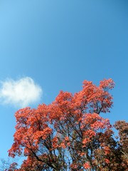 Patterned tree tops with red leaves against a sunny blue sky. Autumn landscape/background