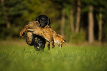 Hound carries a dead fox in its mouth