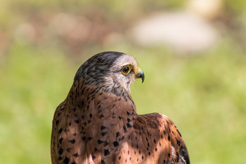 a kestrel resting in his innkeeper