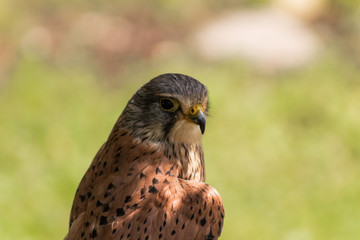 a kestrel resting in his innkeeper