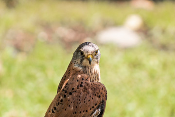 a kestrel resting in his innkeeper