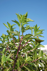 Myoporum laetum