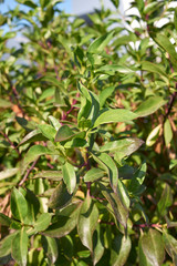 Myoporum laetum