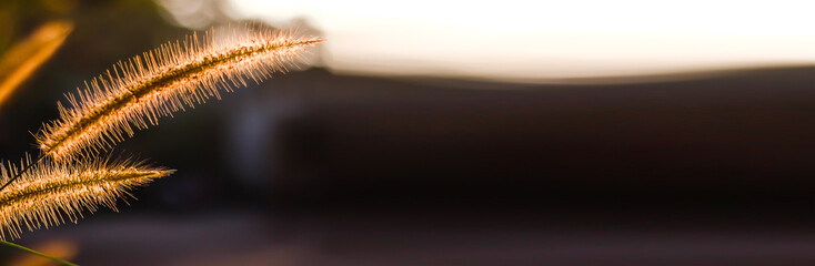 Banner size,The grass flowers in the morning as the sun rises