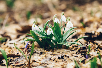 White blooming snowdrop folded or Galanthus plicatus with water drops in the forest background. Sunny spring day, dolly shot, close up, shallow depths of the field