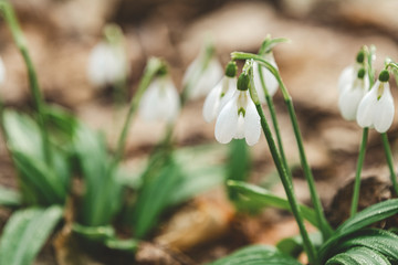 White blooming snowdrop folded or Galanthus plicatus with water drops in the forest background. Sunny spring day, dolly shot, close up, shallow depths of the field