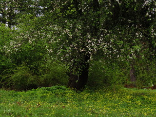 path in the forest