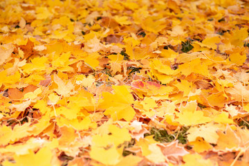 Naklejka na ściany i meble Autumn Leaves Warm