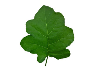 Fototapeta premium eggplant leaf isolated on white background, Vegetable leaf