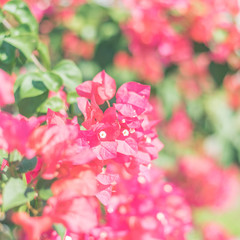 red bougainvillea flowers