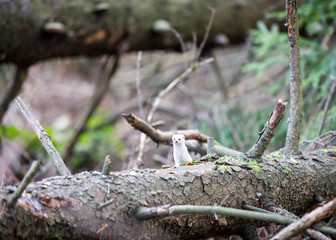 Least weasel on fallen fir tree