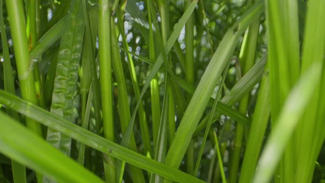 Green grass macro dolly shot moving backwards