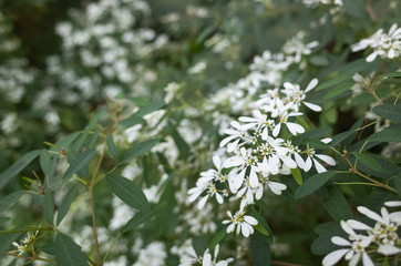 white flowers in the outdoor