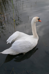 Obraz premium white swans on an autumn lake on a sunny day