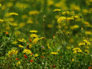 Obraz premium field of yellow flowers