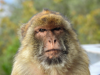 Angry Barbary Macaque on Gibralter