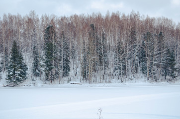 Snowy winter landscape with the forest and the sky, the sun. Winter forest trees in white snow. Frosty sunny day. New year Christmas in Siberia. Walk through the beautiful winter forest.