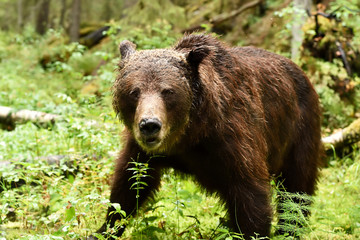 brown bear at close in the forest