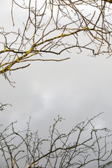 Reflection of tree branches on water