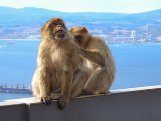 Barbary Monkey Being Groomed