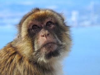 Wild Barbary Ape in Gibralter