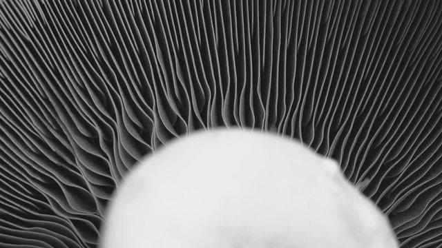 Macro rotate of portobello mushroom or champignon show texture pattern in natural, Extreme Close-up camera