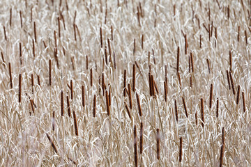 Sea of reed-mace in autumn