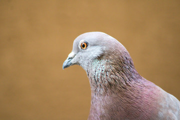 white pigeon
