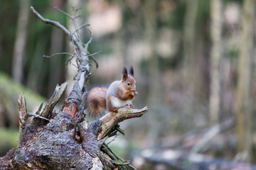 Squirrel on a fallen tree stump