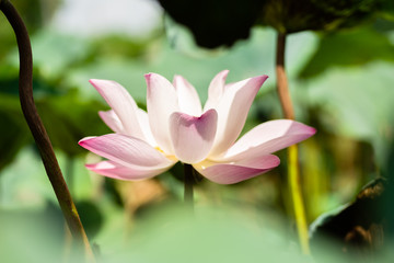 pink lotus flower