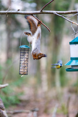 Squirrel up side down stealing bird food