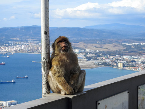 Furry Barbary Monkey on a Ledge in Gibralter