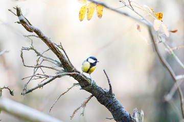 Titmouse on a tree branch in forest