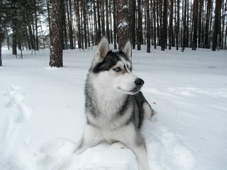Siberian Husky / wolf in the winter pine forest. Winter snowy landscape