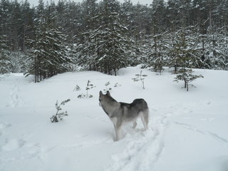 Siberian Husky / wolf in the winter pine forest. Side view / Winter snowy landscape