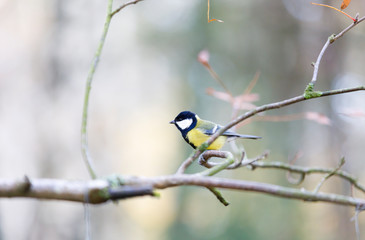 Titmouse on a tree branch in forest