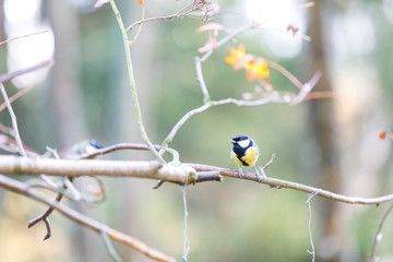 Titmouse on a tree branch in forest