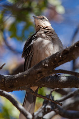 The chalk-browed mockingbird (Mimus saturninus). Light and Composition in birds portrait.