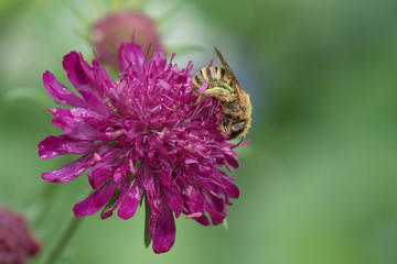 Gelbbindige Furchenbiene (Halictus scabiosae)