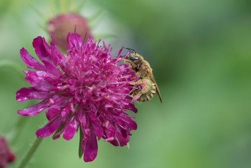 Gelbbindige Furchenbiene (Halictus scabiosae)