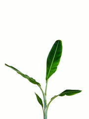 Banana tree isolated on a white background