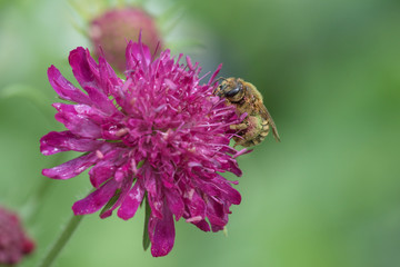 great banded furrow-bee | Gelbbindige Furchen