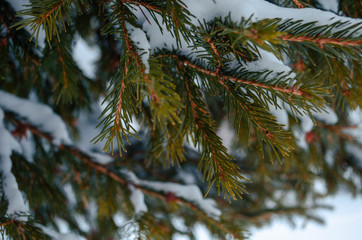 The fluffy branches of the Christmas tree are covered with snow. Winter spruce natural in Siberia in the New year