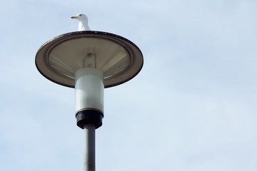 Street lamp and a seagull