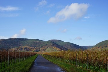 Wanderweg in den Weinbergen der Deutschen Weinstrasse mit Blick auf den Pfälzerwald