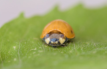 Siebenpunkt-Marienkäfer (Coccinella septempunctata),